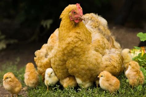 GALLINAS DE RAZA Características Alimentación Crianza y más