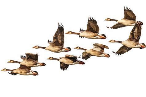 Premium Photo | Formation of Flying Geese Isolated On White Background