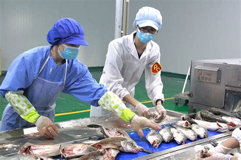 两分钟锁住活鱼鲜味 ——品珍优鲜旗下鲜品达丰瀛加工厂水产自动加工生产线正式投产 品珍控股集团 食品全产业链集团 食品生产研发、销售 智慧餐饮服务 物流配送