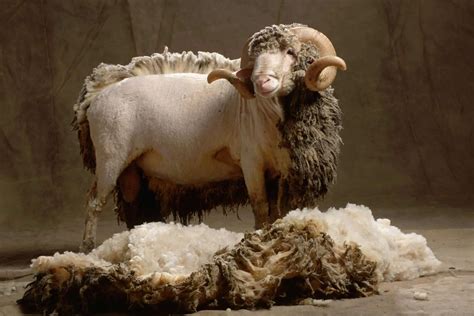 Merino Wool Vs Whats The Difference