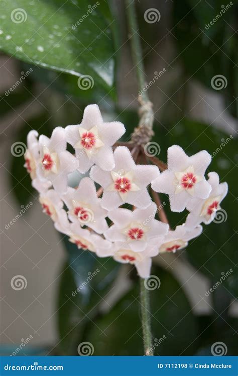 Racimo De Flor De Hoya Carnosa De Hoya Foto De Archivo Imagen De