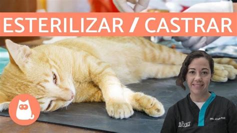 Qué Es Mejor Castrar O Esterilizar A Un Gato Salud Gatuna