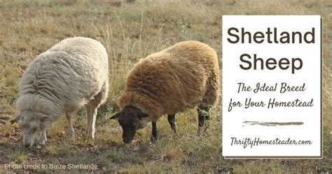 Shetland Sheep The Ideal Breed For Your Homestead