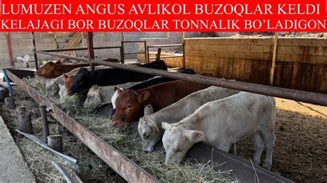 LUMUZEN ANGUS AVLIKOL BUZOQLAR KELDI QIRGIZSTON SHVES BUQALARIHAM BOR