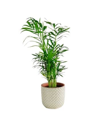 Plante d intérieur Palmier areca de 120cm Maisons du Monde