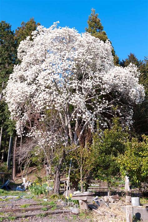 23 of the Best Magnolia Varieties | Gardener’s Path