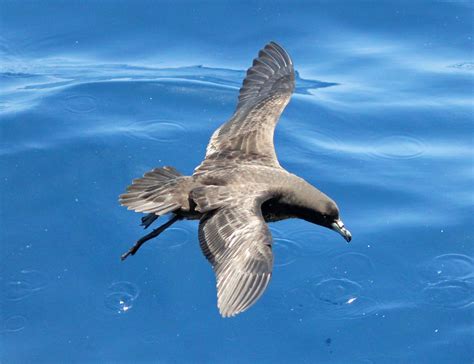 Birds of The World: Petrels (Procellariidae)