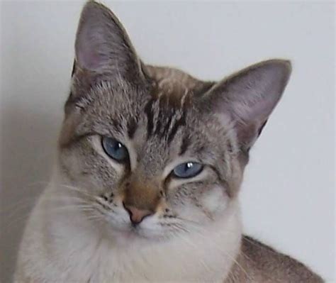 48+ Siamese Cat Mixed With Tabby - Furry Kittens