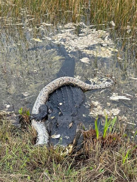 Florida woman captures Everglades alligator eating python. Wildlife ...