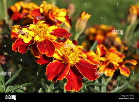 Marigolds Hi Res Stock Photography And Images Alamy