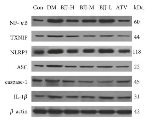 Bjj Downregulated Nf B Txnip Nlrp Asc Caspase And Il