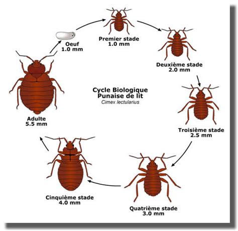 Les Punaises De Lits Comment Les Reconnaitre Sa Reproduction Sa