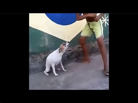 Video De Perro Bailando Meme Gracioso Youtube