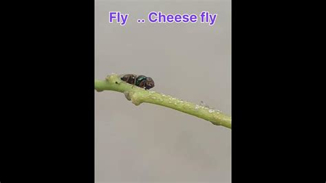 Fly... Cheese fly - YouTube