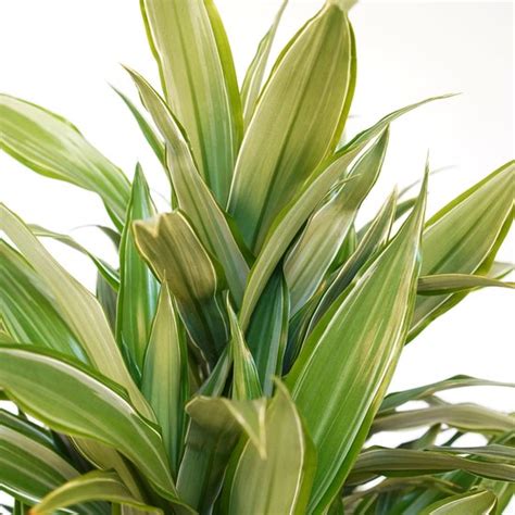 Kamerplant Van Botanicly Drakenboom Hoogte 125 Cm Dracaena Derem