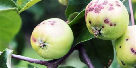 Most Common Apple Tree Diseases How To Fix Them