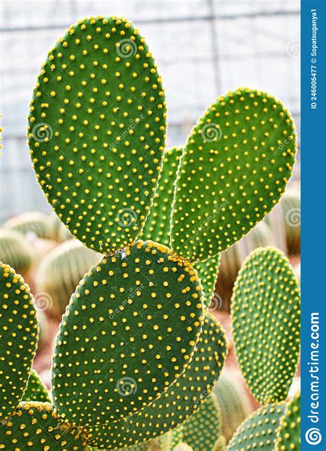 Closeup Cactus Bunny Ear Plant Opuntia Microdasys Opuntioid Cacti