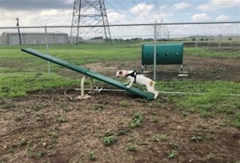 Golden Triangle Dog Park Is The Latest In Dog Friendly Spaces