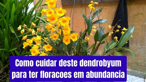 Dicas Dona Maria Como Cuidar Deste Dendrobyum Para Ter Flora Es Em