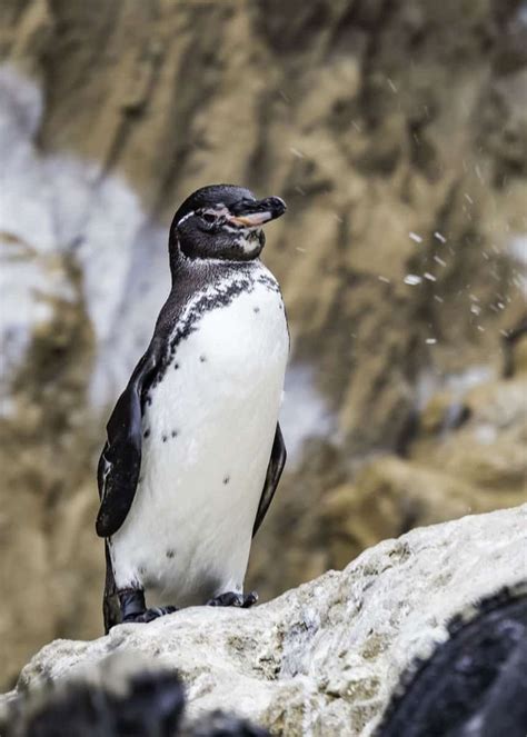 43 Galapagos Penguin Facts Tropical Guide Spheniscus Mendiculus