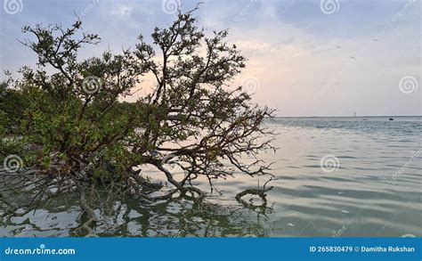 Qatar Al Thakhira Beach Mangrove Forest Stock Image Image Of Morning