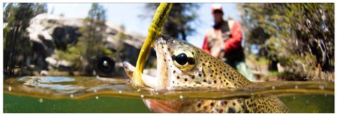 4 Spots To Go Fly Fishing In Bozeman