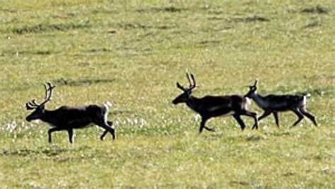 BBC applies to Yukon board to film Porcupine Caribou migration | CBC News