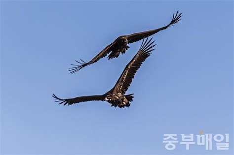 세계적인 생명터 미호강 대탐사 Ⅷ 맹금류 낮의 제왕들 1