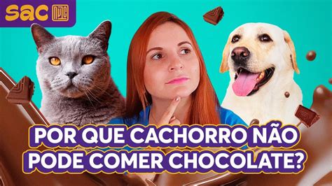 Por Que Chocolate Faz Mal Para Cachorros YouTube