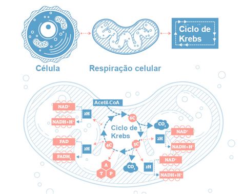 Ciclo Da água O Que é Etapas Mapa Mental Brasil Escola