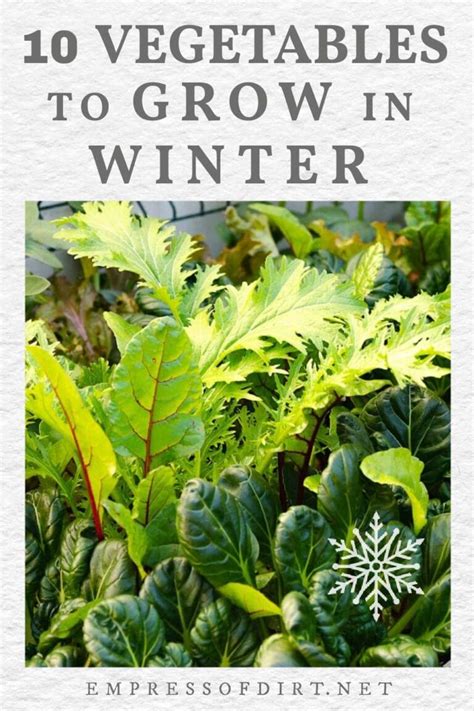 10 Vegetables That Grow In Winter If You Start Early