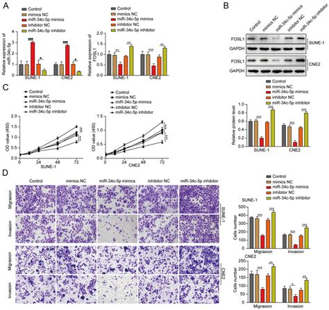 Mir C P Upregulation Significantly Attenuated Npc Cell Invasion