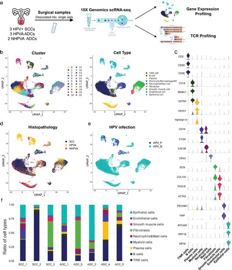 Single‐cell Transcriptome Atlas Of Scc And Adc A Schematic Diagram Of Download Scientific