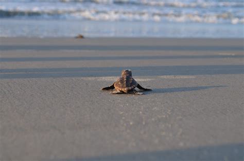 Sea Turtles South Carolina Nests Spotted Early 2019 Southern Living