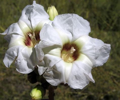 Alamos Trees Ipomoea Arborescens