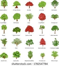 Fifty Different Tree Sorts Names Illustrations Stock Illustration