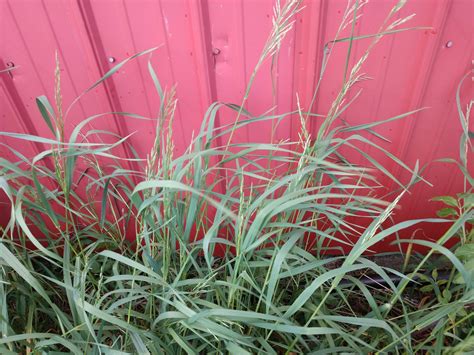 Meadow Bromegrass Vs Smooth Bromegrass — Cisco Farm Seed