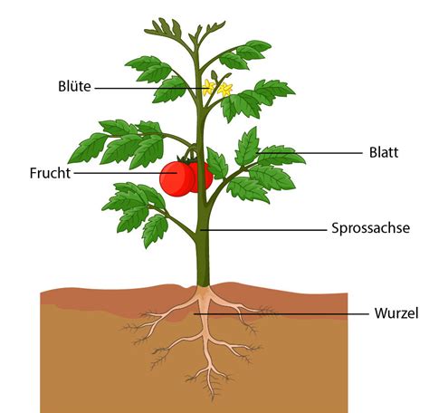 Der Generelle Aufbau Einer Pflanze