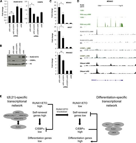 Loss Of Runx Eto Triggers C Ebp Driven Reorganization Of The Leukemic