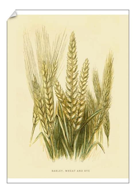 Print Of Barley Rye And Wheat Illustration 1851 Illustration Poster Prints Rye