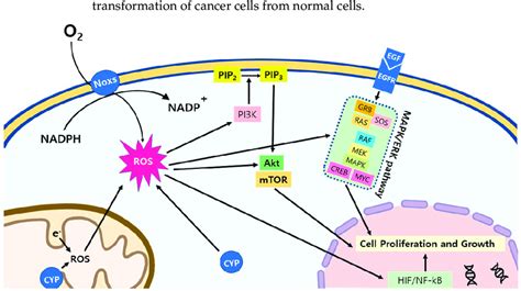 ROS Signaling Pathways In Cancer Cells ROS Activate Multiple Signaling