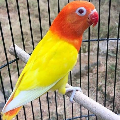 Jual BURUNG LOVEBIRD BIOLA LUTINO MATA MERAH Shopee Indonesia