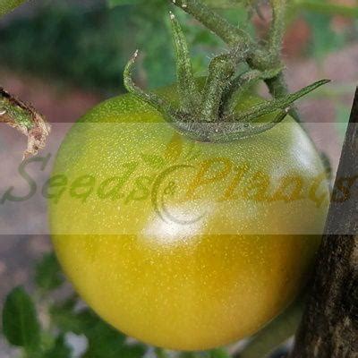 Golden Jubilee Tomato 10 Seeds Seeds And Plants