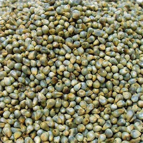 Buy A Quality Store Bajra Seeds Pearl Millet Seeds For Adult Birds Kg