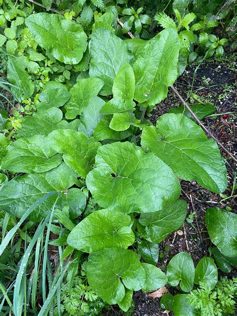 Wild Burdock Plant 1st Year Root And Plant Arctium Lappa Etsy