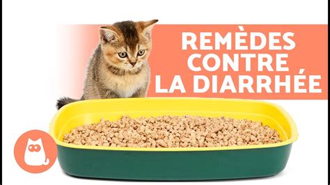 Rem Des Maison Contre La Diarrh E Chez Les Chats Comment Traiter La