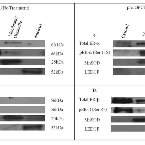 Western Blot Of Subcellular Localization Of Total And Phosphorylated Download Scientific