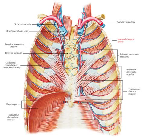 Internal Thoracic Artery Earths Lab