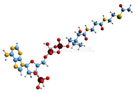 3D Image of Acetyl-CoA Skeletal Formula Stock Illustration - Illustration of coenzyme, coash ...