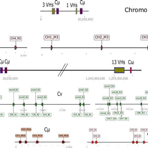 Schematic Representation Of The Immunoglobulin Genes Found On Download Scientific Diagram